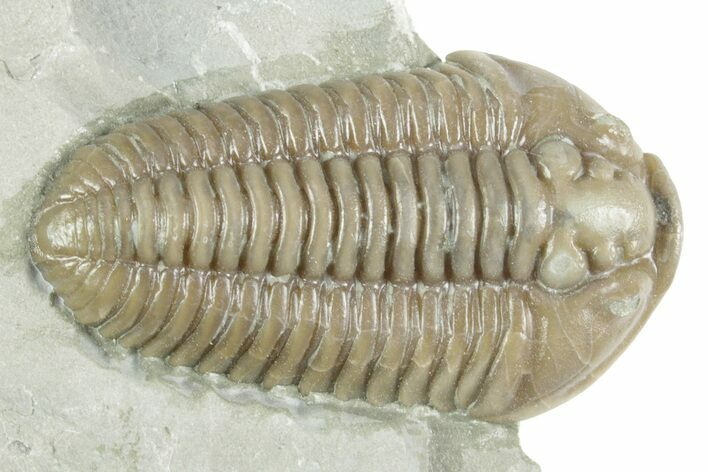 Prone Flexicalymene Trilobite - Mt Orab, Ohio #380324
